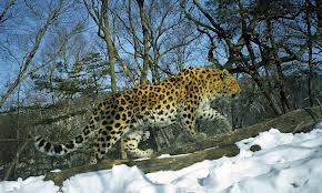 Amurleopard