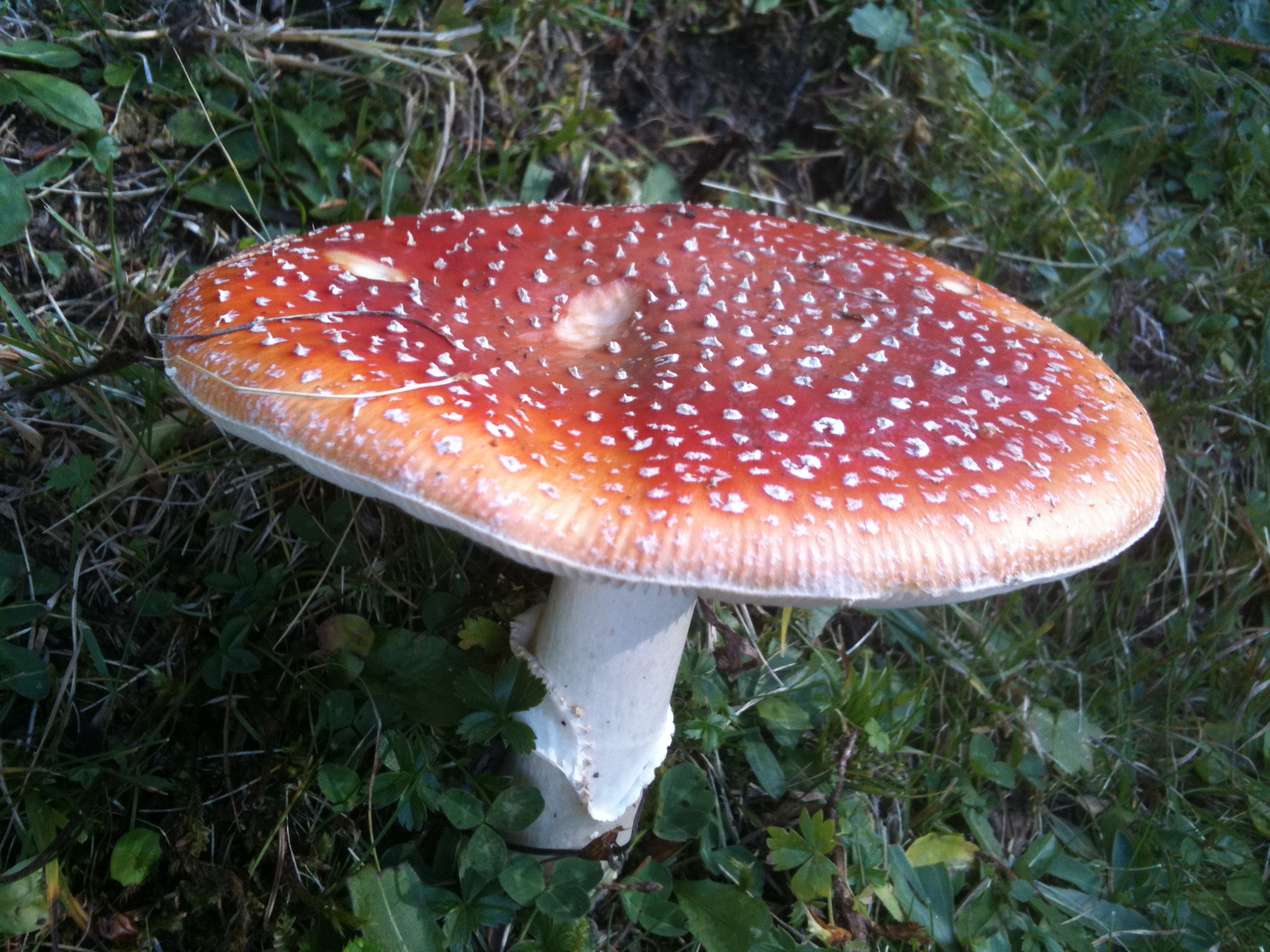 Fliegenpilz