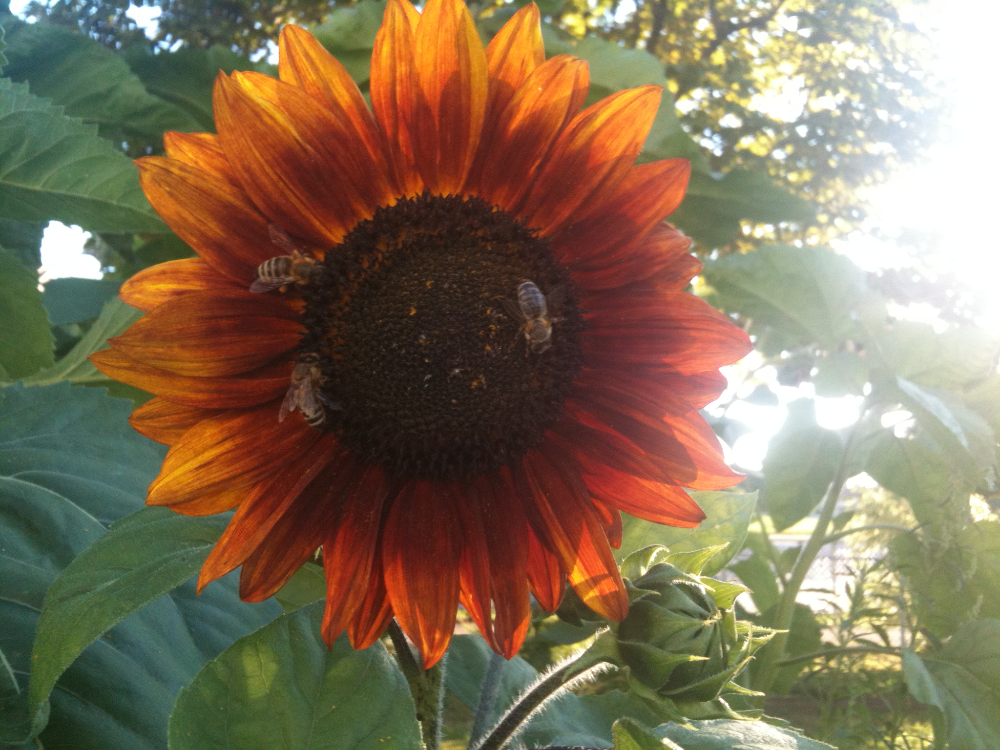 Sonnenblume