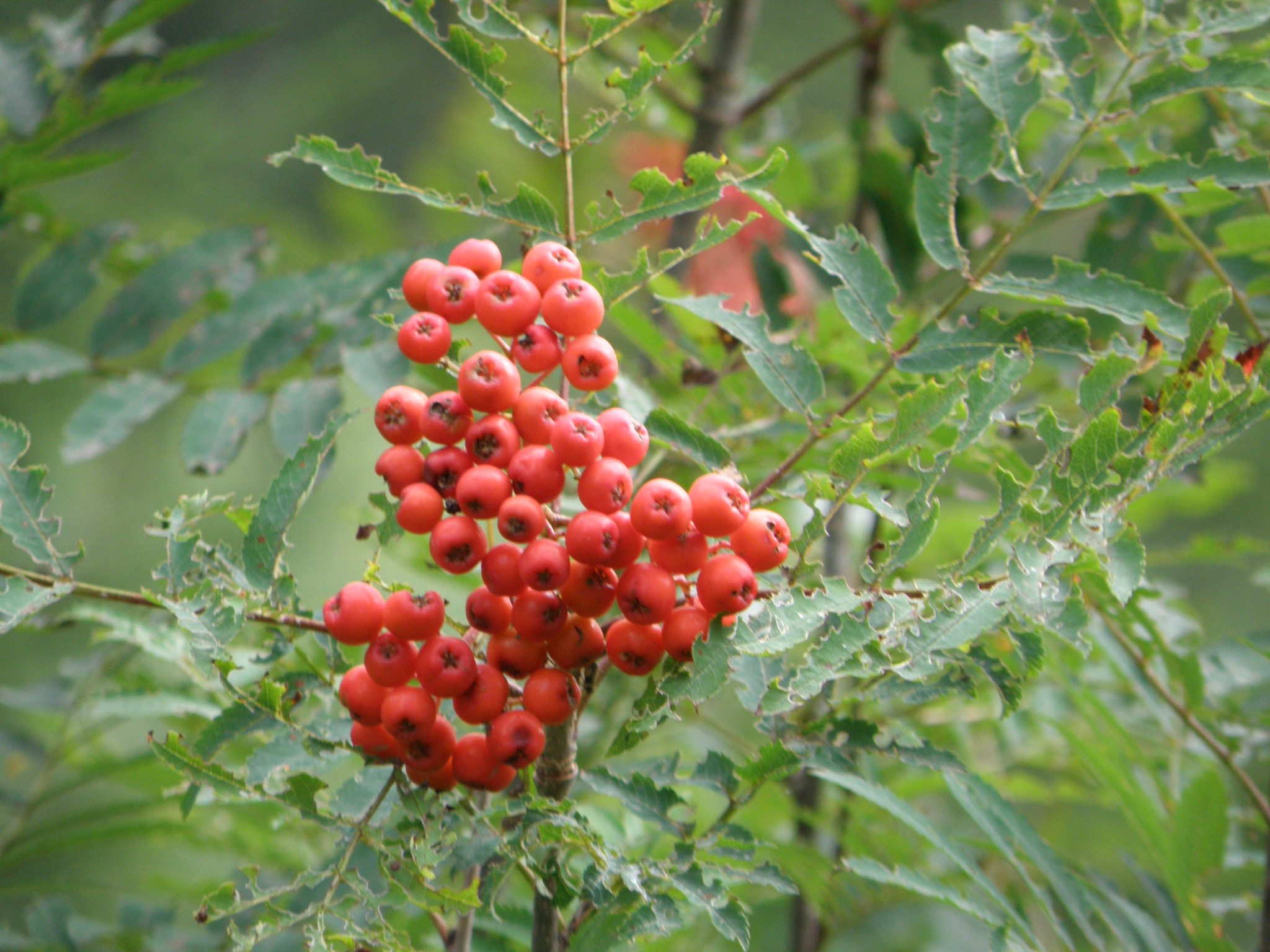  Vogelbeerbaum