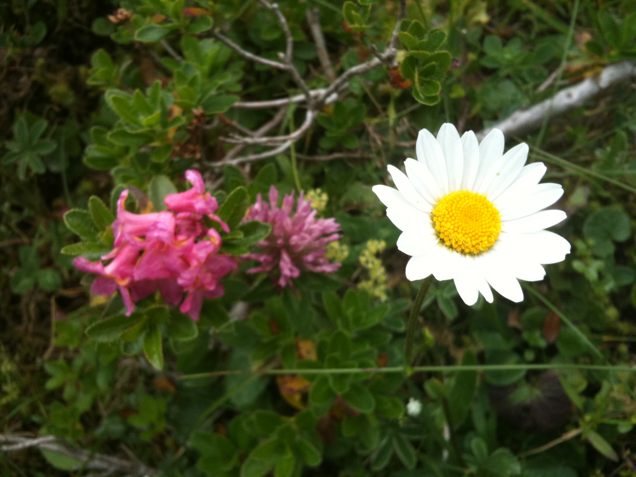 Alpenrose-Rotklee-Magarite