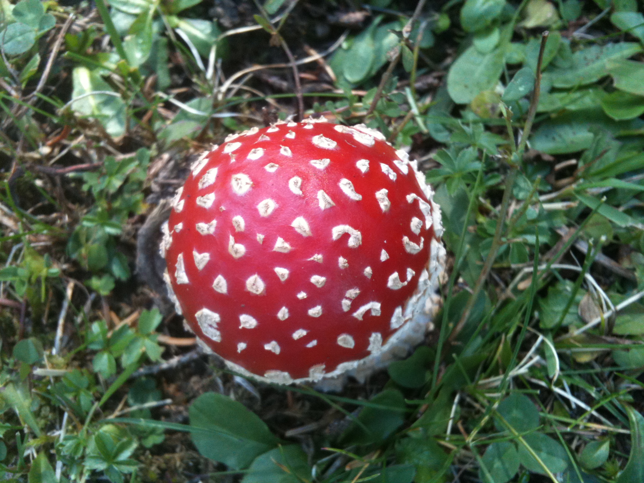 Babyfliegenpilz