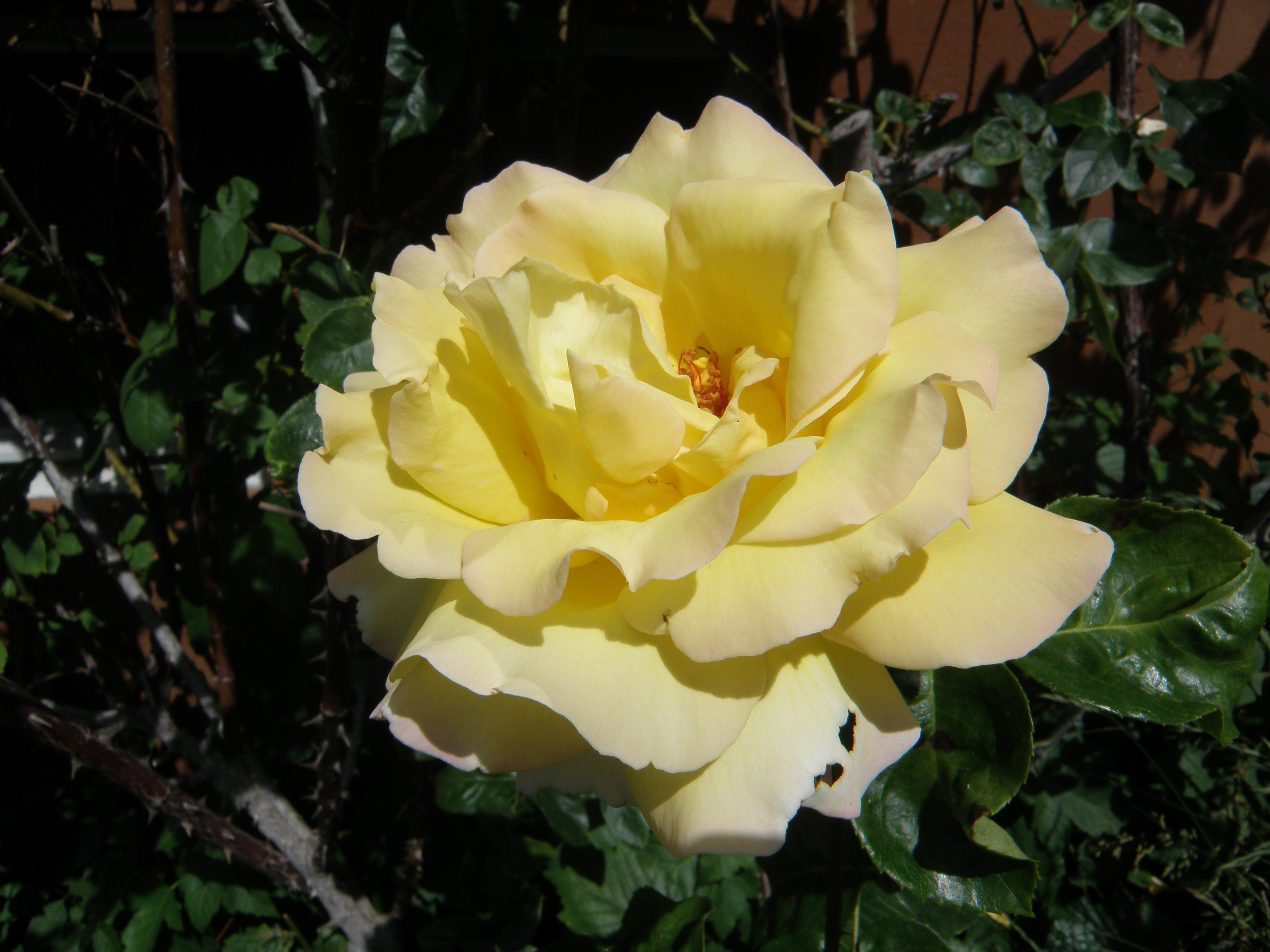 Gelbe Rose