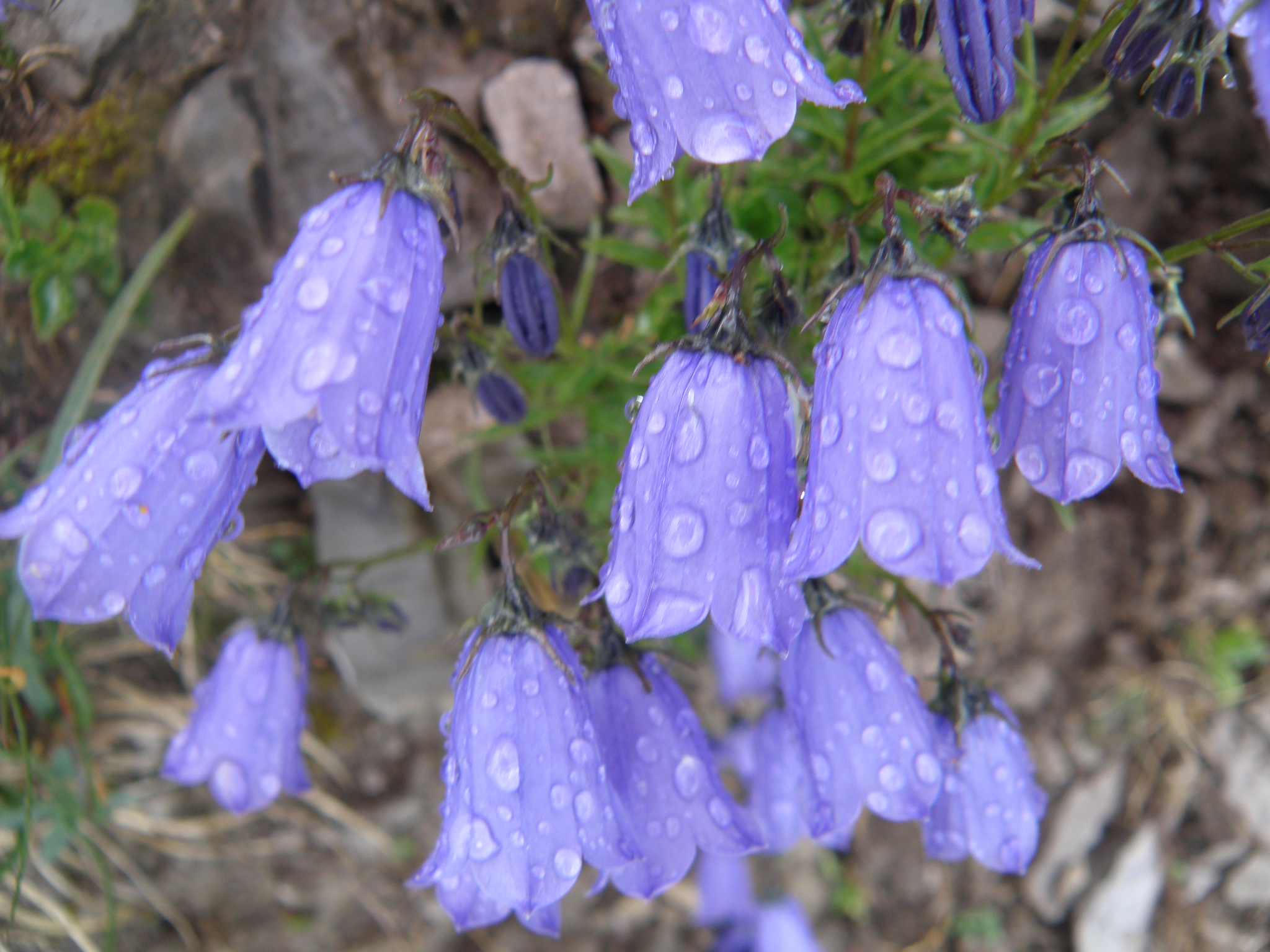 Alpine Glockenblume
