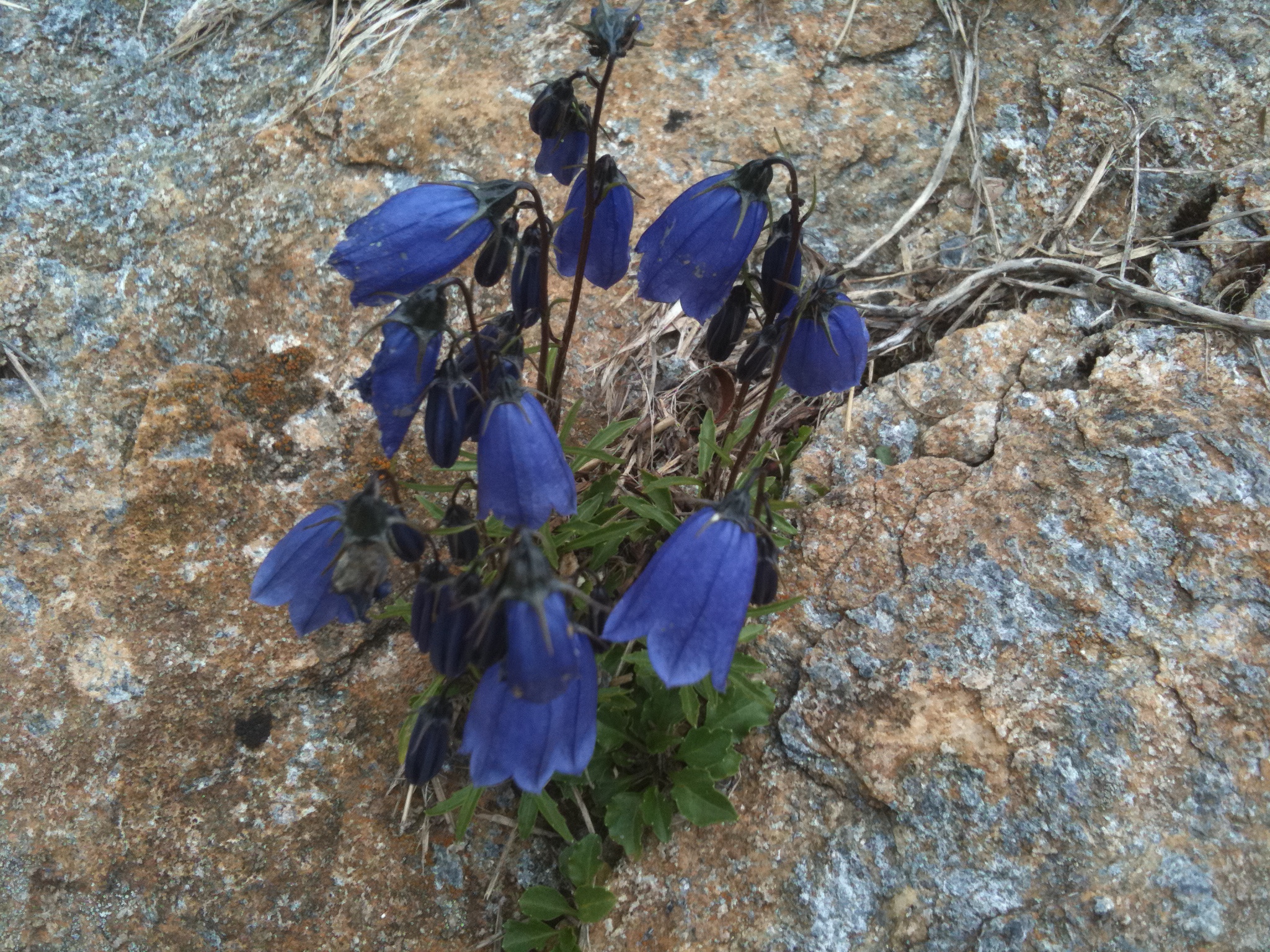Glockenblume