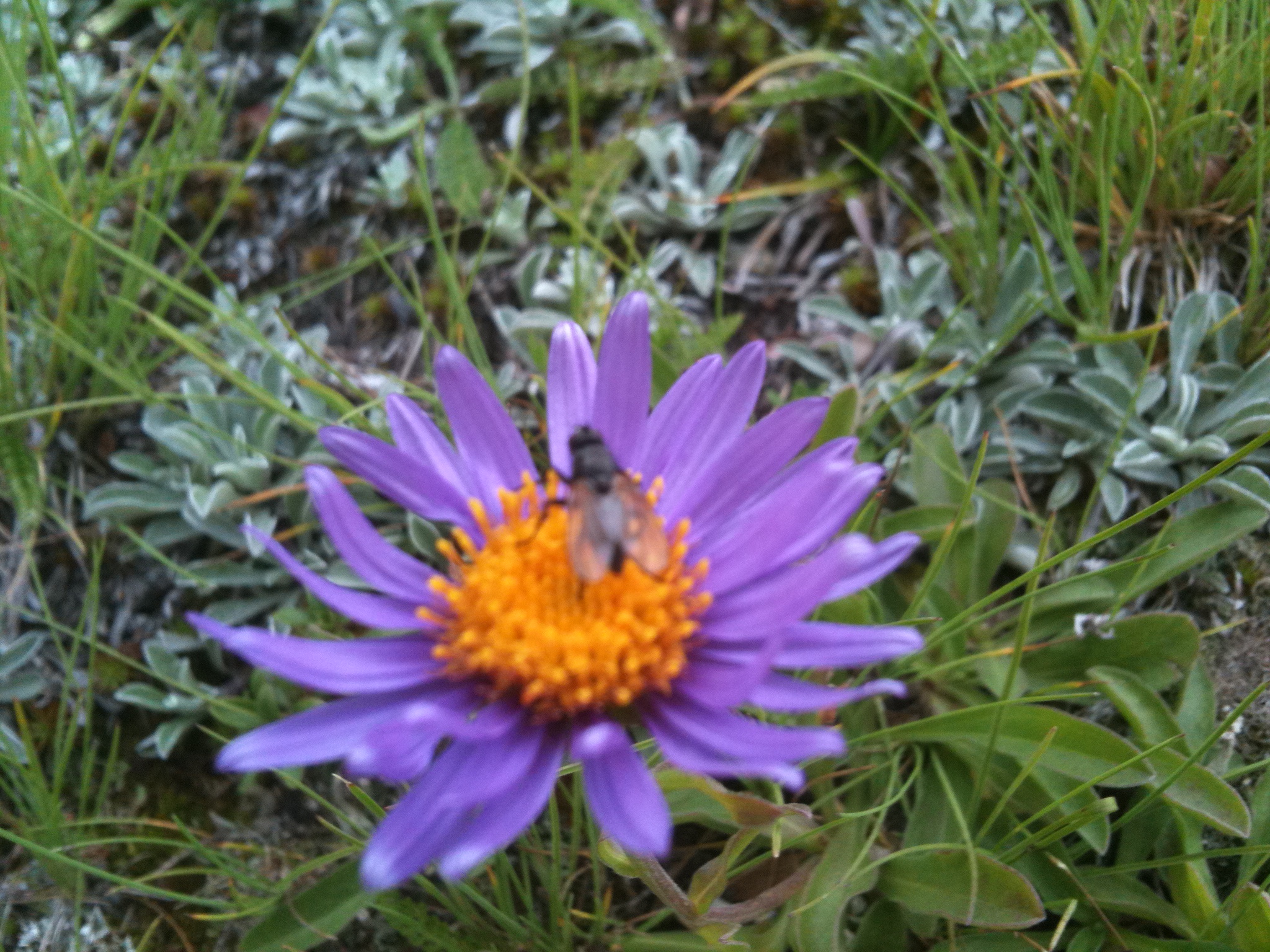 Alpenaster mit Fliege