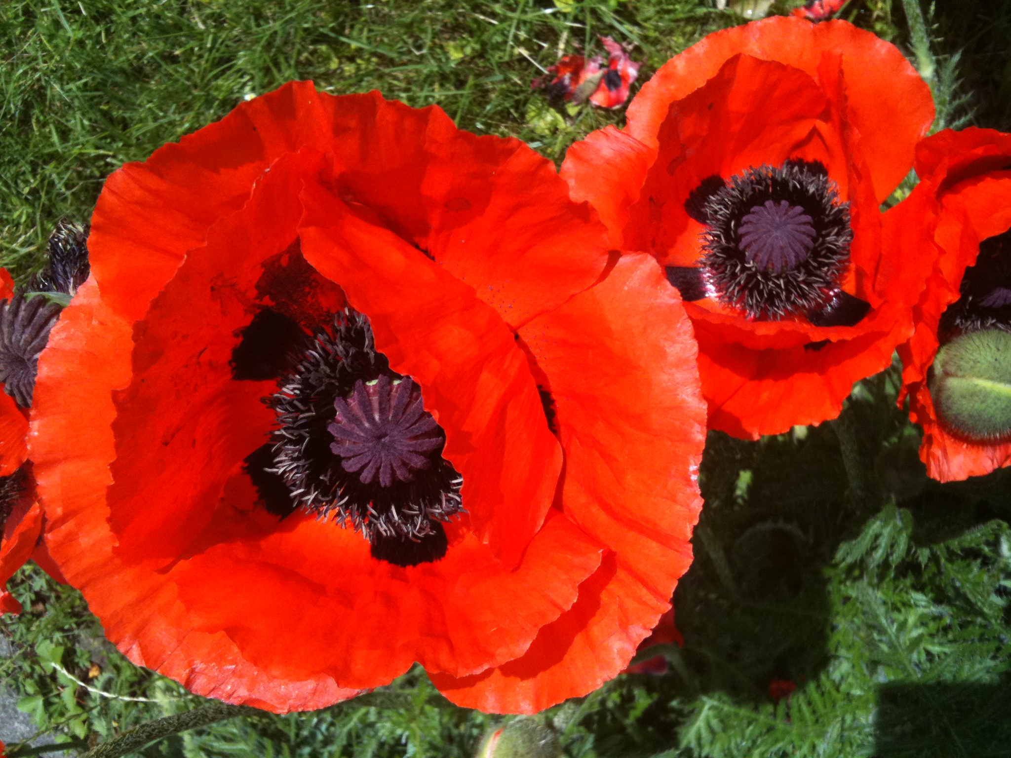 Mohn