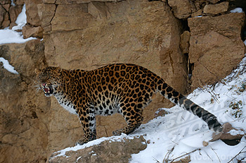 Schneeleopard