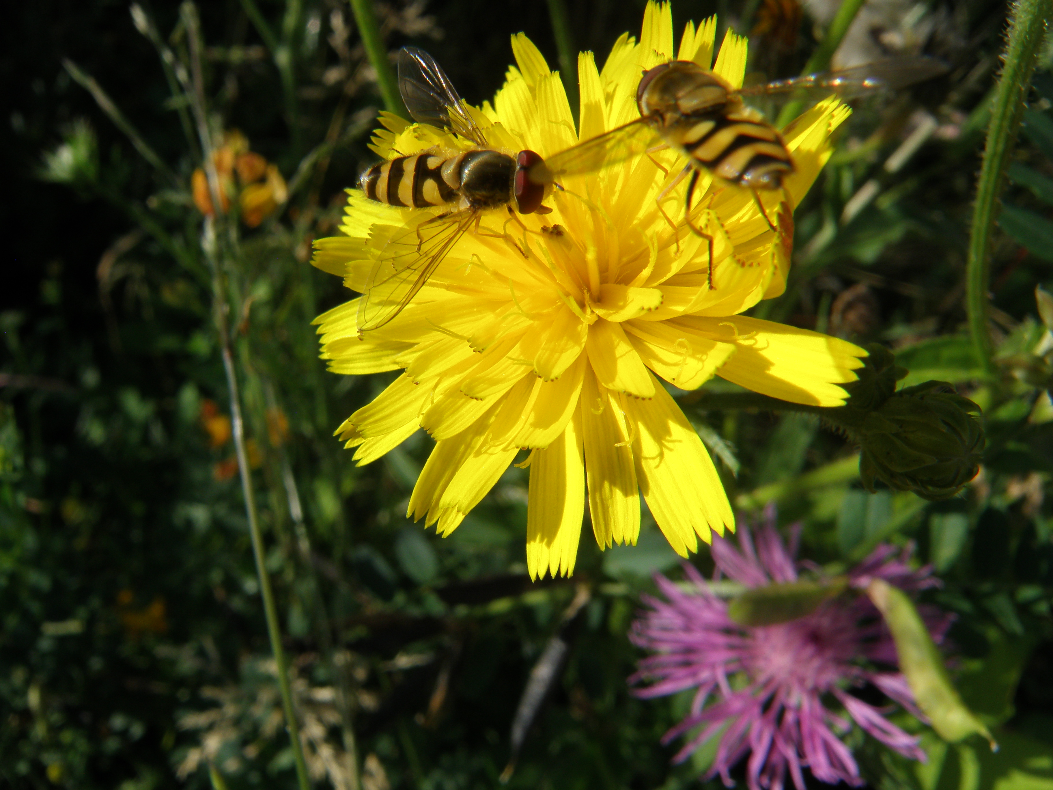 Schwebfliegen auf Blume