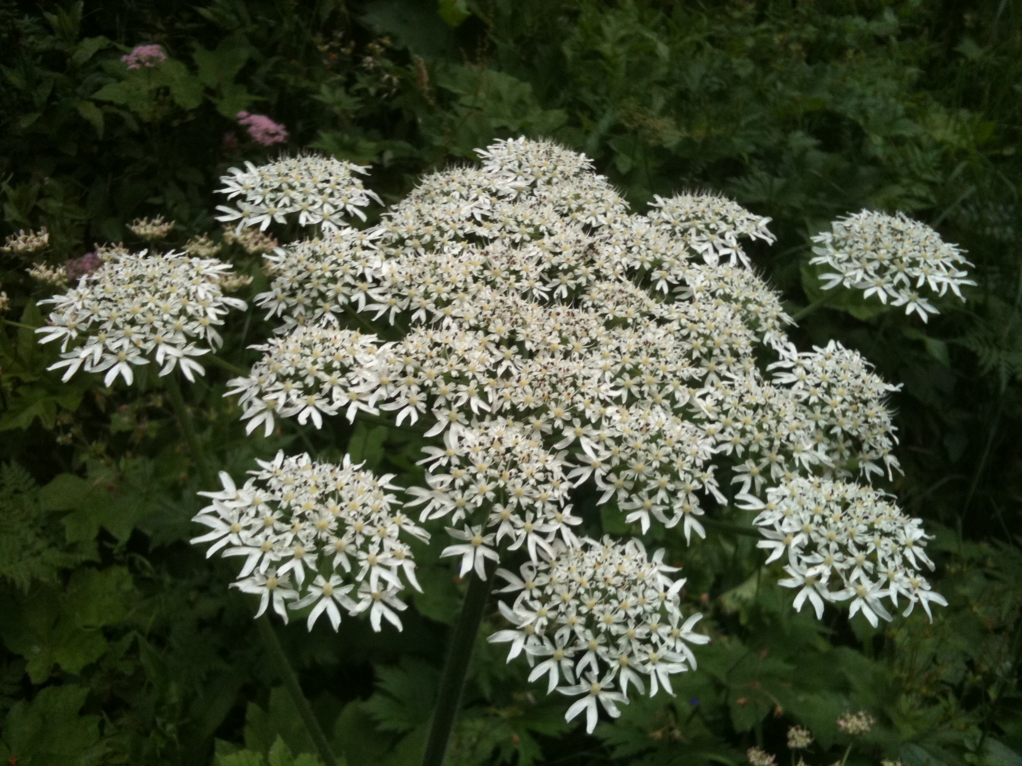 Wiesenblume